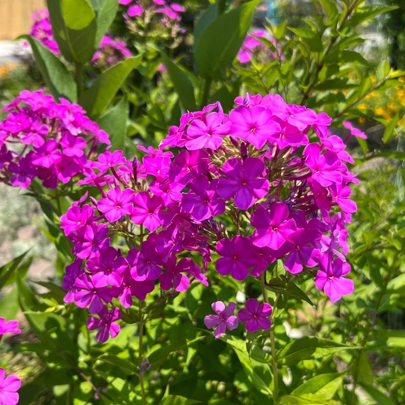 Meet your Poshers, Tracy and Taifa - Picture 11 of 14